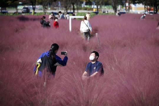 Terpikat Indahnya Rerumputan Pink di Korea Selatan