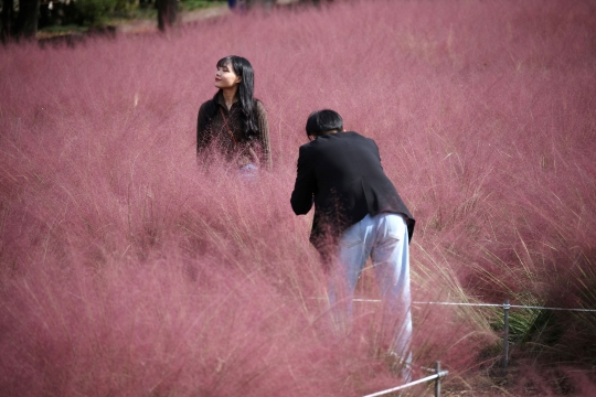 Terpikat Indahnya Rerumputan Pink di Korea Selatan