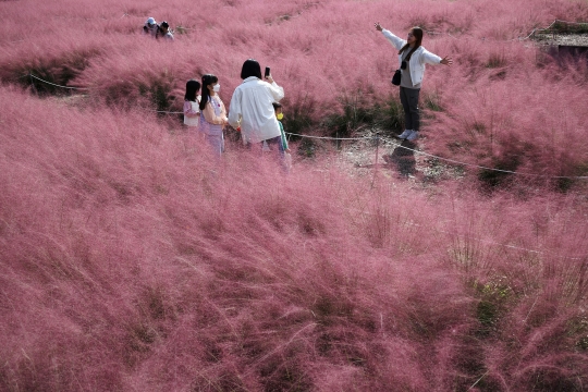 Terpikat Indahnya Rerumputan Pink di Korea Selatan