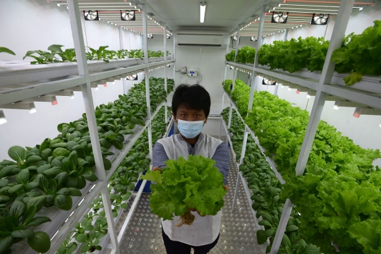Melihat Budidaya Sayuran Hidroponik di Container Farming