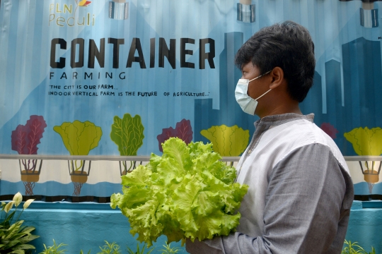 Melihat Budidaya Sayuran Hidroponik di Container Farming