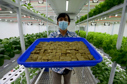 Melihat Budidaya Sayuran Hidroponik di Container Farming