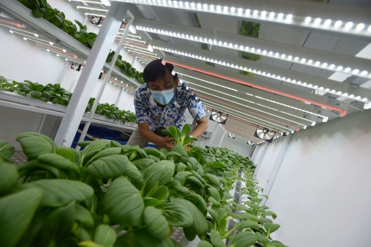 Melihat Budidaya Sayuran Hidroponik di Container Farming