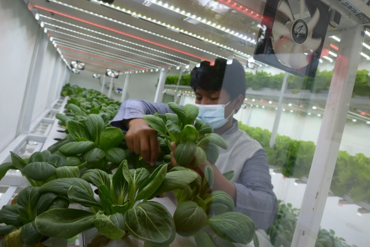 Melihat Budidaya Sayuran Hidroponik di Container Farming