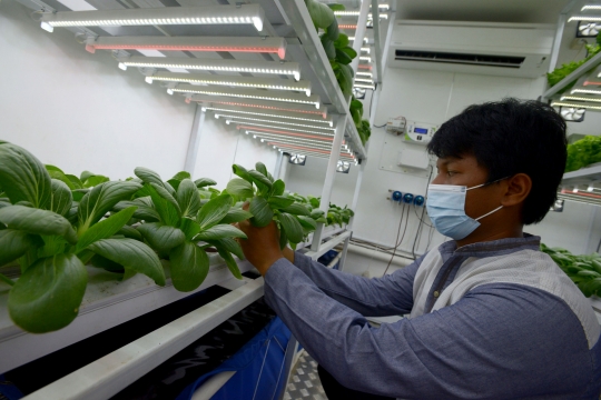 Melihat Budidaya Sayuran Hidroponik di Container Farming