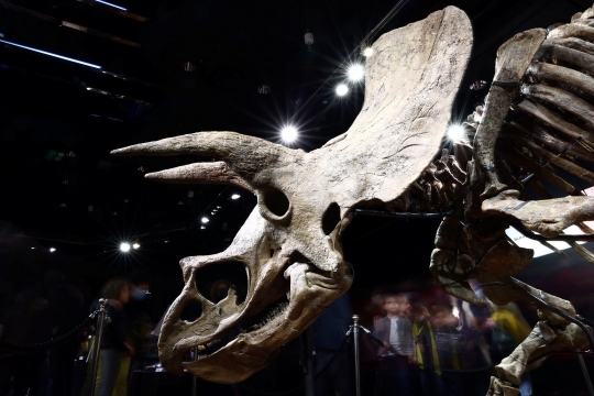 Kerangka Triceratops Raksasa Berusia 66 Juta Tahun Terjual Rp110 M