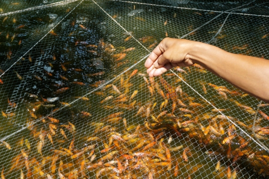 Meraup Rupiah dari Budidaya Nila Merah Bioflok Kala Pandemi