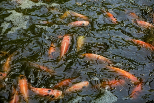 Meraup Rupiah dari Budidaya Nila Merah Bioflok Kala Pandemi