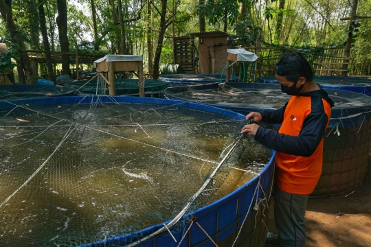 Meraup Rupiah dari Budidaya Nila Merah Bioflok Kala Pandemi