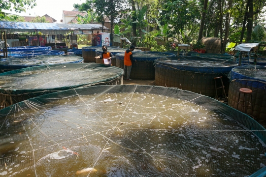 Meraup Rupiah dari Budidaya Nila Merah Bioflok Kala Pandemi