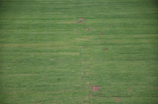 Melihat Lebih Dekat Rumput Hybrid di Jakarta International Stadium