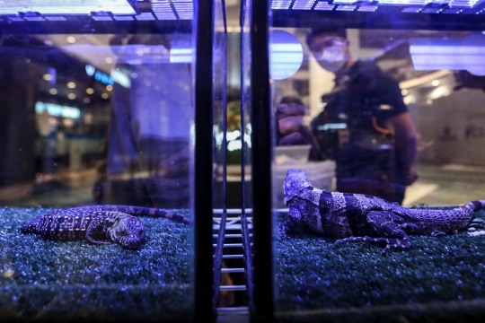 Pameran Reptil di Exotique Pet Expo Senayan