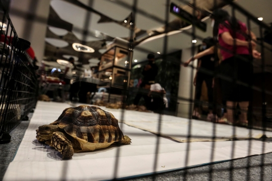 Pameran Reptil di Exotique Pet Expo Senayan