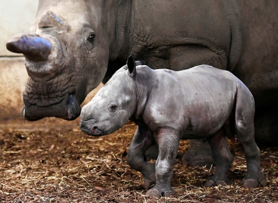 Melihat Bayi Badak Putih yang Lahir di Kebun Binatang Belanda