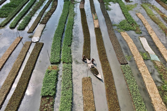 Melihat Lahan Pertanian Terapung di Bangladesh