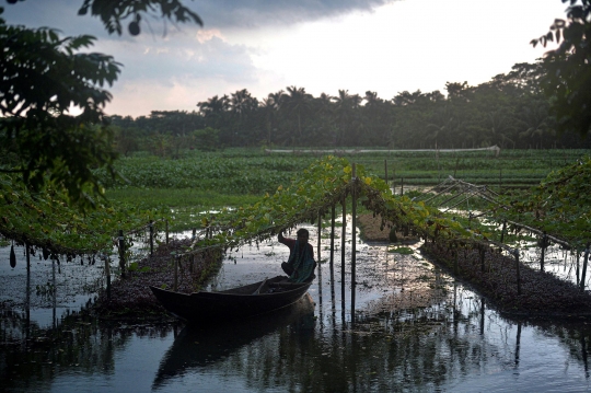 Melihat Lahan Pertanian Terapung di Bangladesh