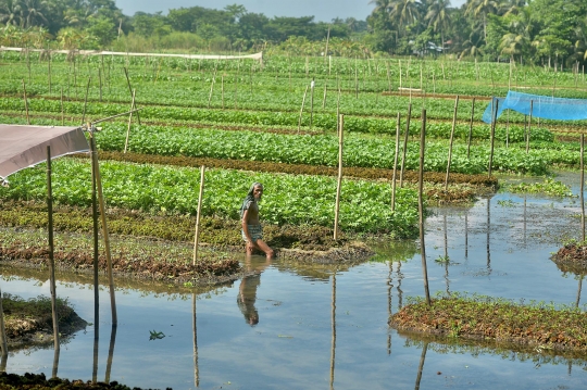 Melihat Lahan Pertanian Terapung di Bangladesh