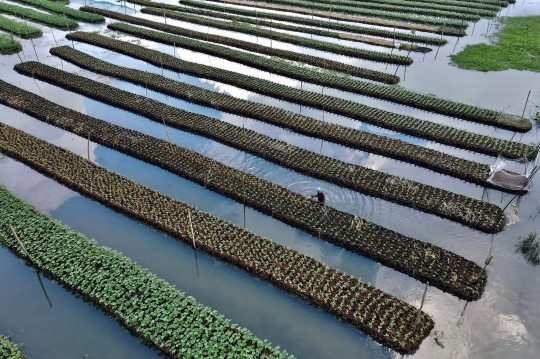 Melihat Lahan Pertanian Terapung di Bangladesh