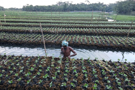 Melihat Lahan Pertanian Terapung di Bangladesh