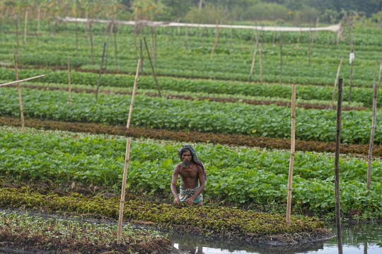 Melihat Lahan Pertanian Terapung di Bangladesh