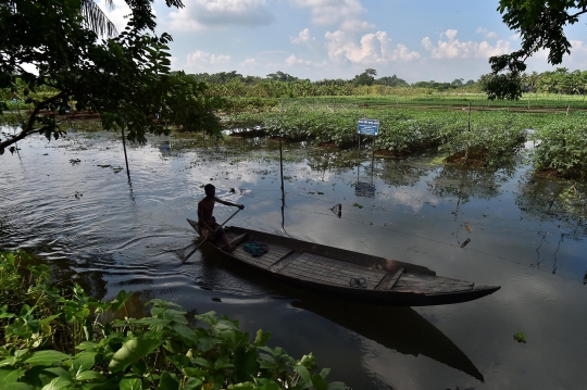 Melihat Lahan Pertanian Terapung di Bangladesh