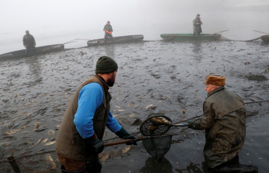 Tradisi Menangkap Ikan Mas Saat Musim Gugur di Ceko