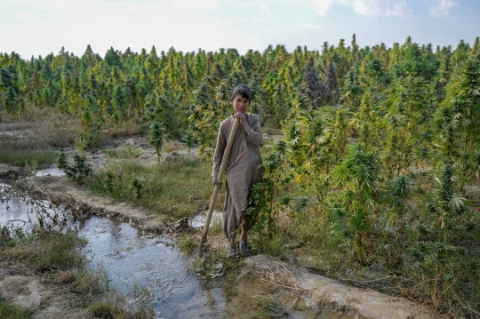 Potret Anak Afghanistan Bekerja di Ladang Ganja