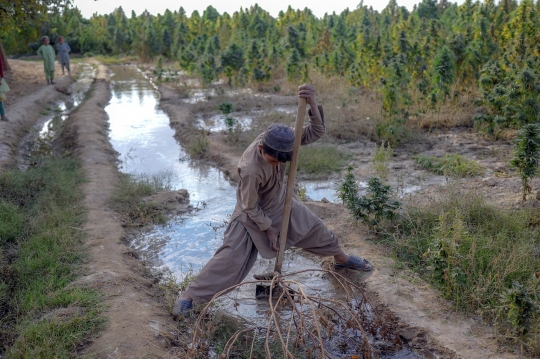 Potret Anak Afghanistan Bekerja di Ladang Ganja