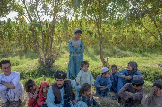 Potret Anak Afghanistan Bekerja di Ladang Ganja