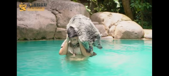 Potret Alshad Ahmad Berenang Bareng Binturong, Kepala Berdarah Karena Dicakar