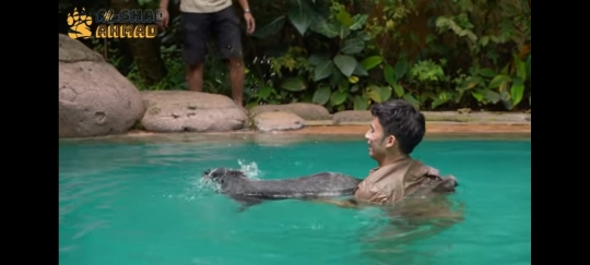 Potret Alshad Ahmad Berenang Bareng Binturong, Kepala Berdarah Karena Dicakar