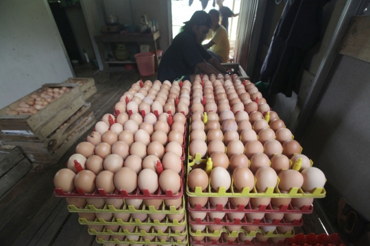 Peternak Jual Telur di Bawah Harga Pasar