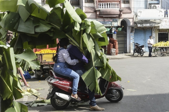 Warga India Berburu Pohon Pisang untuk Perayaan Diwali