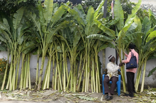 Warga India Berburu Pohon Pisang untuk Perayaan Diwali