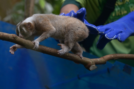 Pelepasan Kukang Jawa di Taman Nasional Halimun Salak