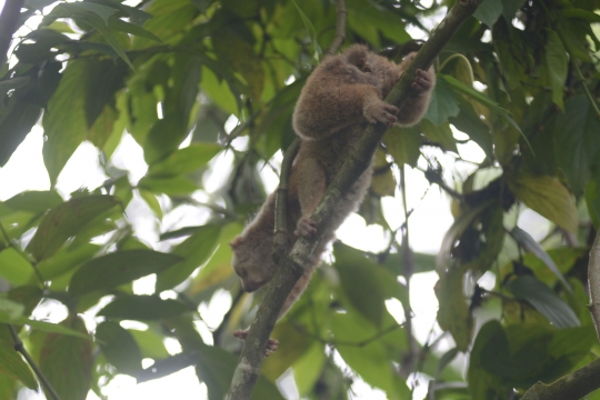 Pelepasan Kukang Jawa di Taman Nasional Halimun Salak