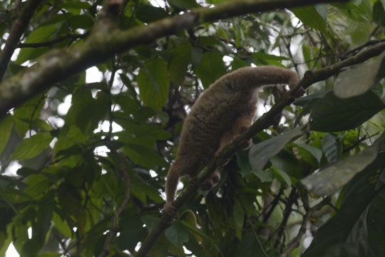 Pelepasan Kukang Jawa di Taman Nasional Halimun Salak