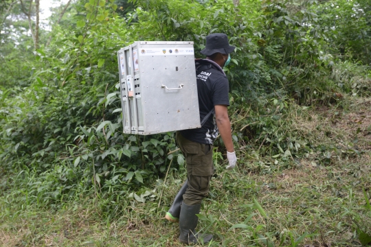 Pelepasan Kukang Jawa di Taman Nasional Halimun Salak