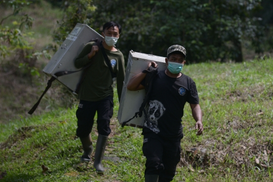 Pelepasan Kukang Jawa di Taman Nasional Halimun Salak