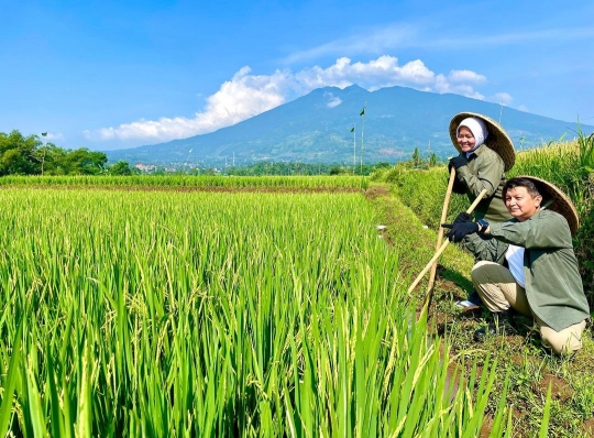 Potret Jenderal Polri Panen Padi, Turun Langsung ke Sawah bareng Anak Istri