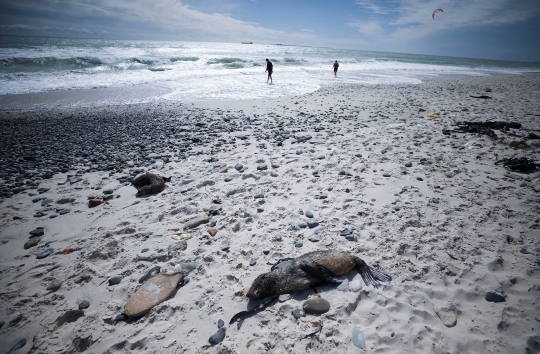 Puluhan Anjing Laut Mati Terdampar di Pantai Afrika