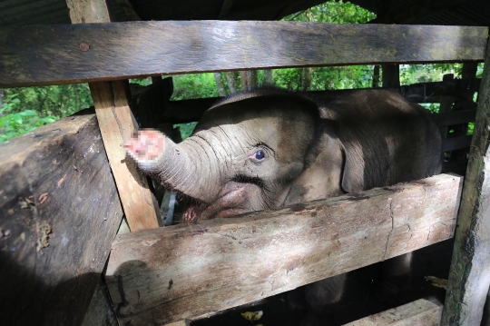 Potret Pilu Bayi Gajah di Aceh Belalainya Terpotong karena Jerat