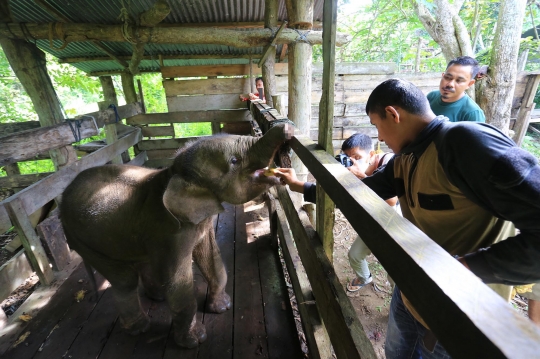 Potret Pilu Bayi Gajah di Aceh Belalainya Terpotong karena Jerat