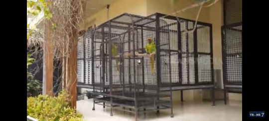 5 Potret Rumah Jacqueline Wijaya, Banyak Koleksi Burung Sultan & Dapurnya Super Luas