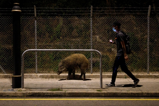 Meresahkan, Babi Hutan Liar di Perkotaan Hong Kong Diburu