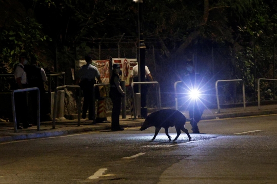 Meresahkan, Babi Hutan Liar di Perkotaan Hong Kong Diburu