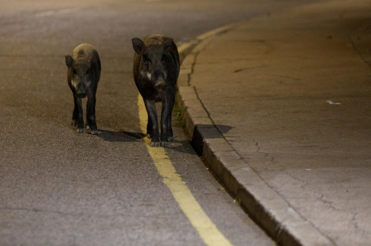 Meresahkan, Babi Hutan Liar di Perkotaan Hong Kong Diburu