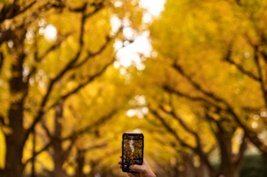 Memburu Fotografi Pohon Abadi di Jepang