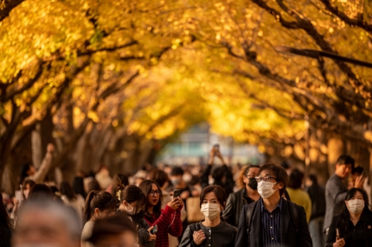 Memburu Fotografi Pohon Abadi di Jepang