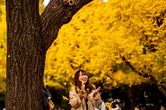 Memburu Fotografi Pohon Abadi di Jepang